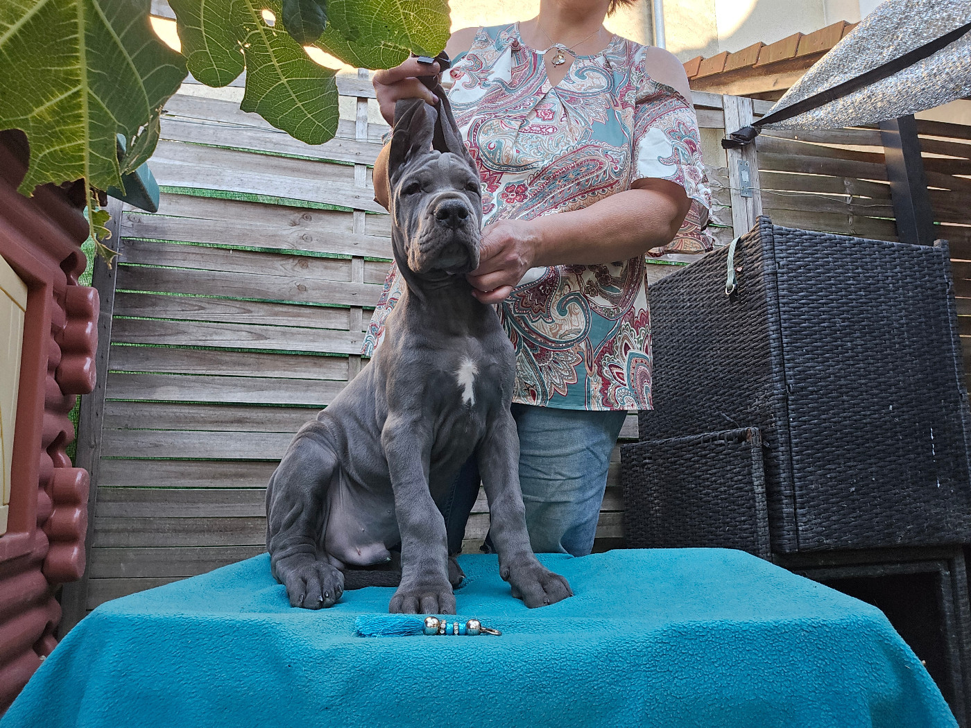 De La Guilde Des Néphilims - Chiots disponibles - Dogue allemand