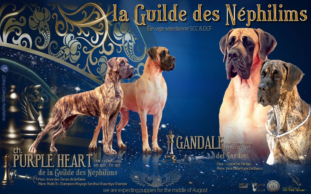 Chiot Dogue allemand De La Guilde Des Néphilims