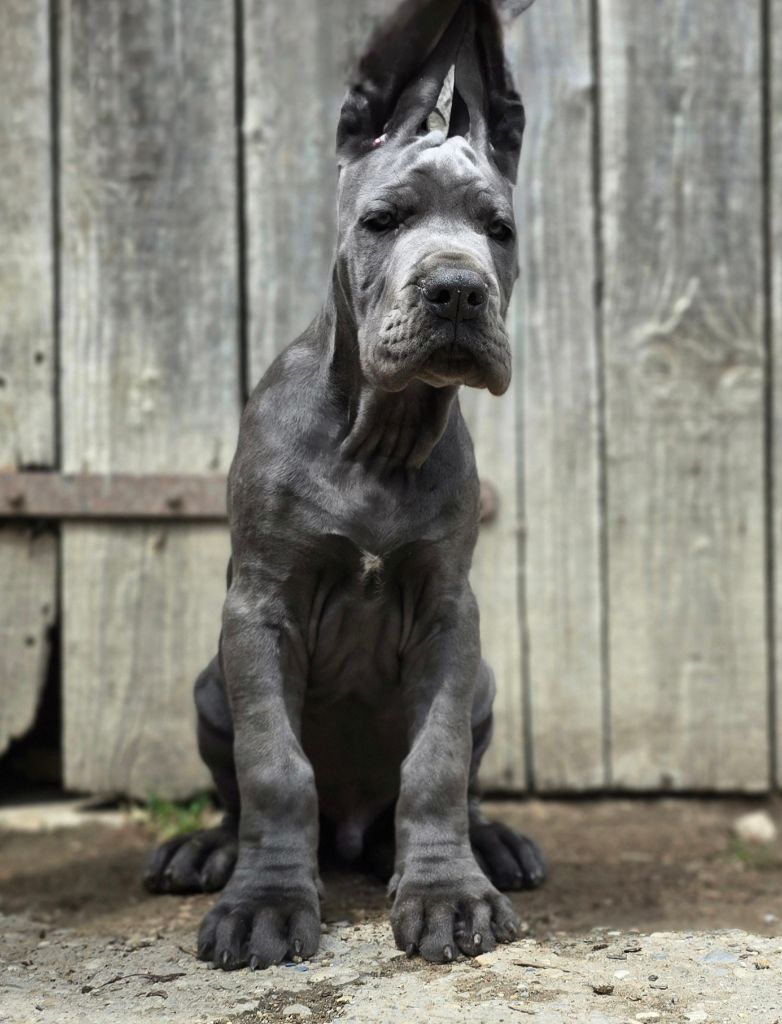 De La Guilde Des Néphilims - Chiots disponibles - Dogue allemand