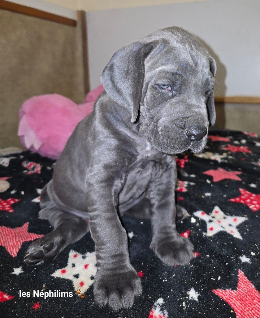 De La Guilde Des Néphilims - Chiots disponibles - Dogue allemand
