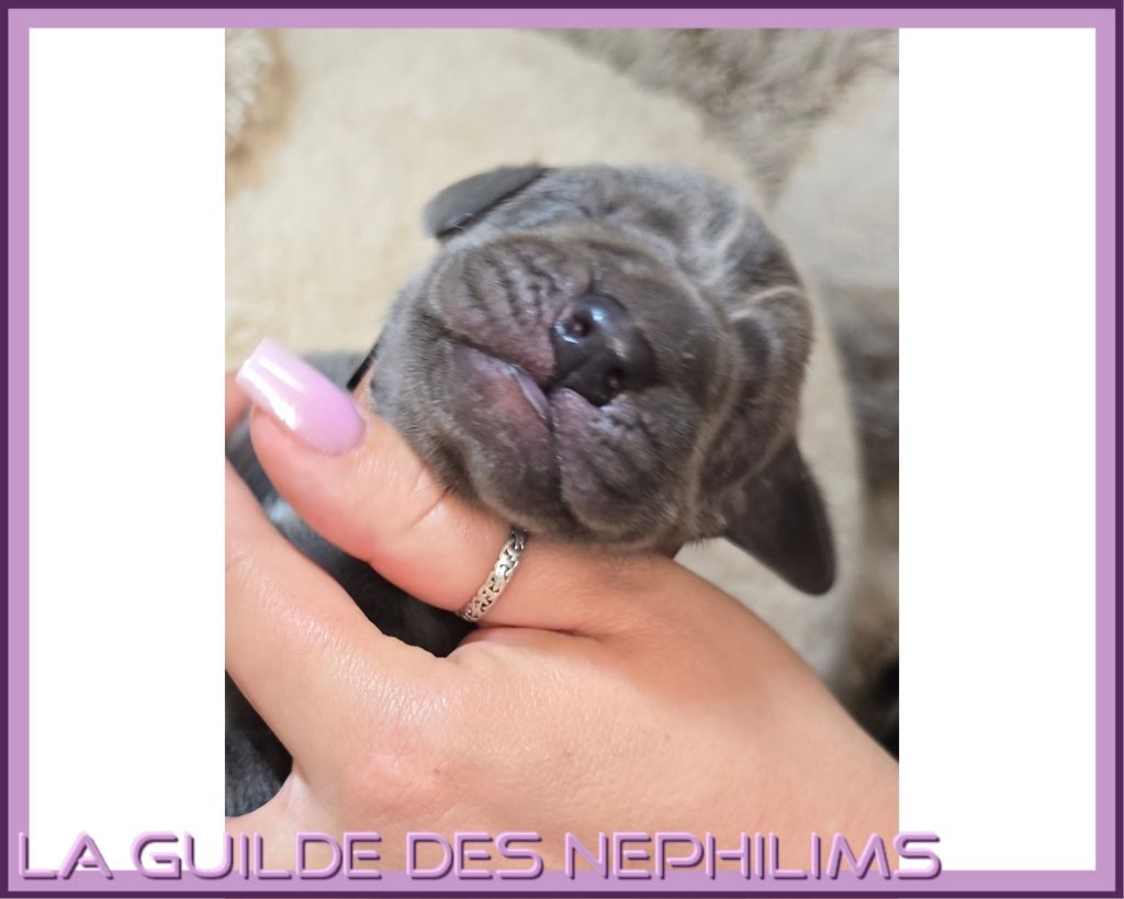 De La Guilde Des Néphilims - Chiots disponibles - Dogue allemand