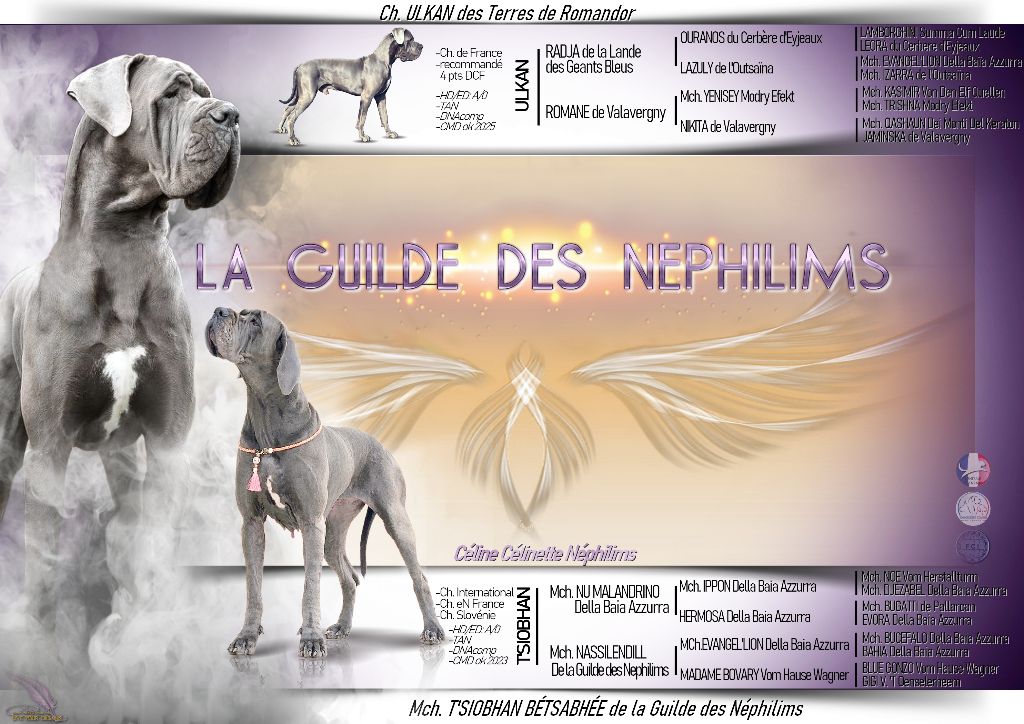 Chiot Dogue allemand De La Guilde Des Néphilims