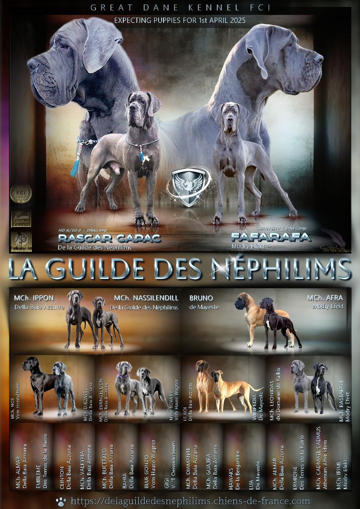 Chiot Dogue allemand De La Guilde Des Néphilims
