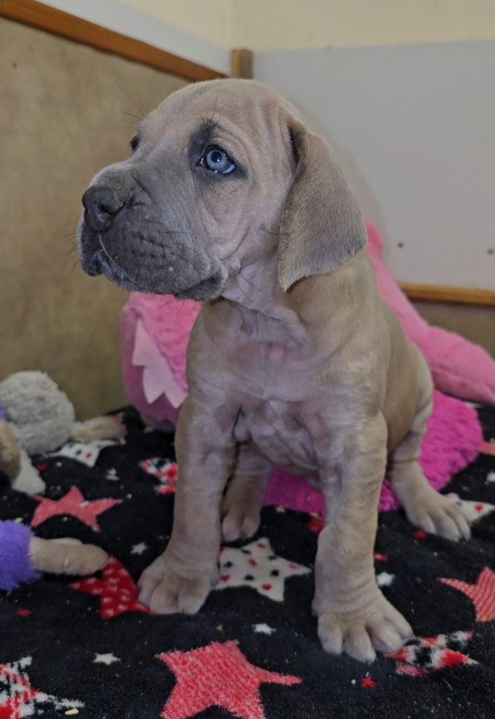 De La Guilde Des Néphilims - Chiots disponibles - Dogue allemand