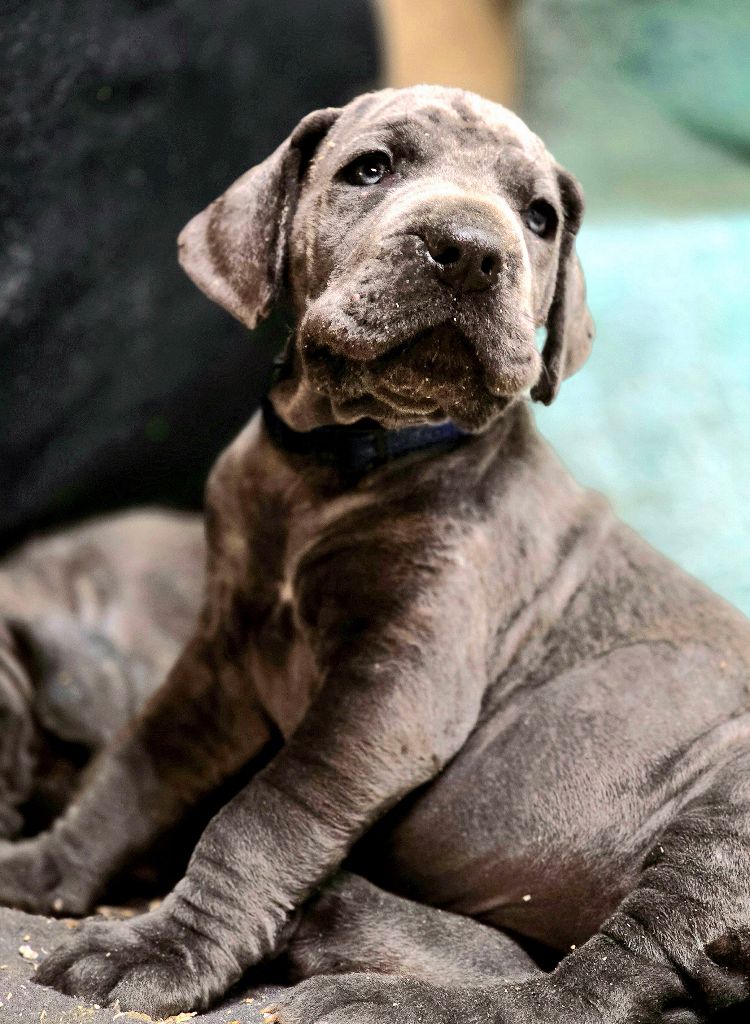 De La Guilde Des Néphilims - Chiots disponibles - Dogue allemand