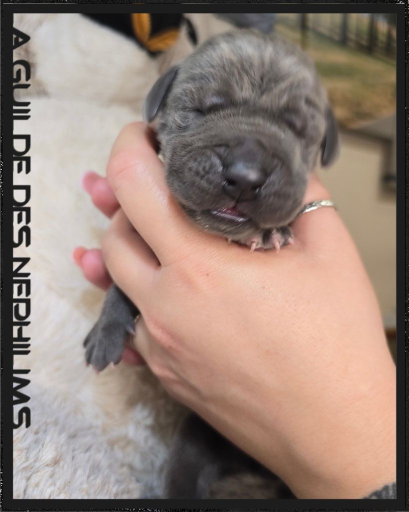 De La Guilde Des Néphilims - Chiots disponibles - Dogue allemand