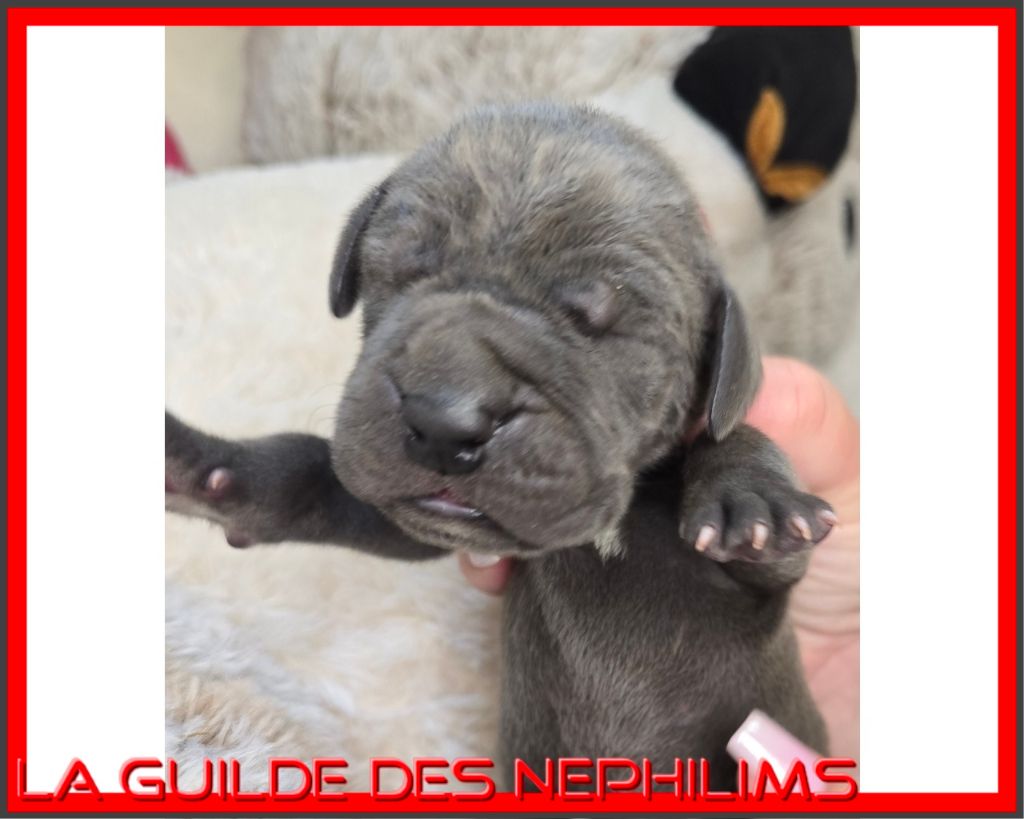 De La Guilde Des Néphilims - Chiots disponibles - Dogue allemand
