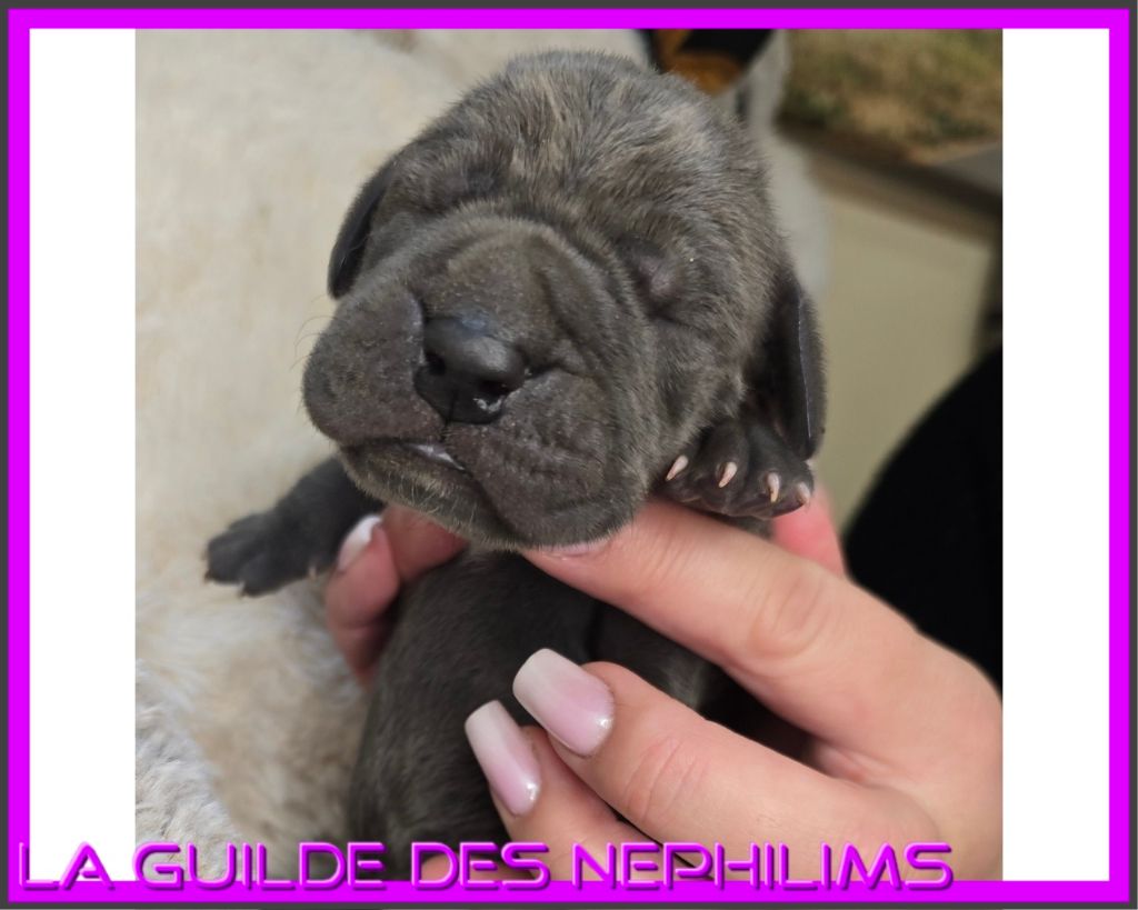 De La Guilde Des Néphilims - Chiots disponibles - Dogue allemand