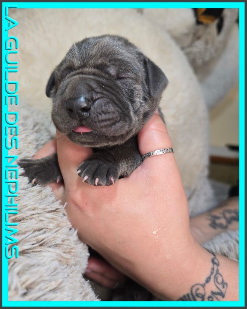De La Guilde Des Néphilims - Chiots disponibles - Dogue allemand
