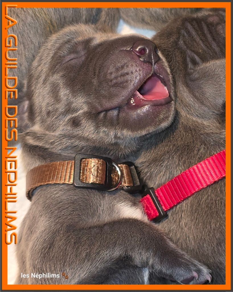 De La Guilde Des Néphilims - Chiots disponibles - Dogue allemand