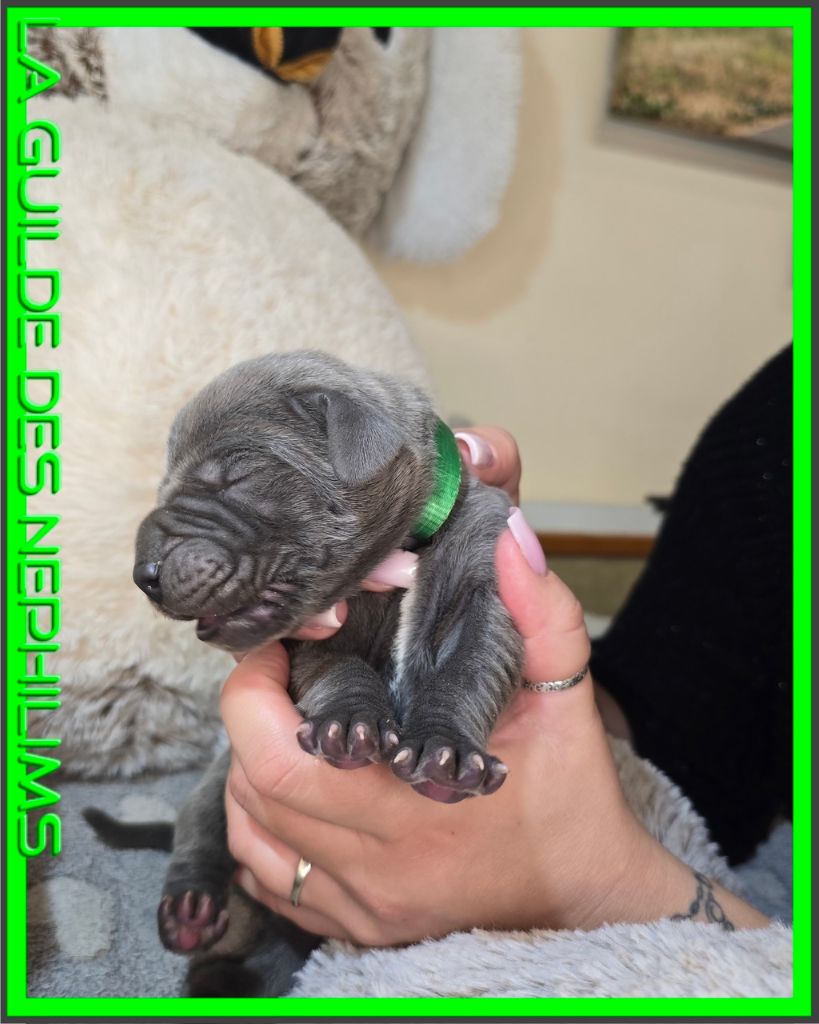 De La Guilde Des Néphilims - Chiots disponibles - Dogue allemand