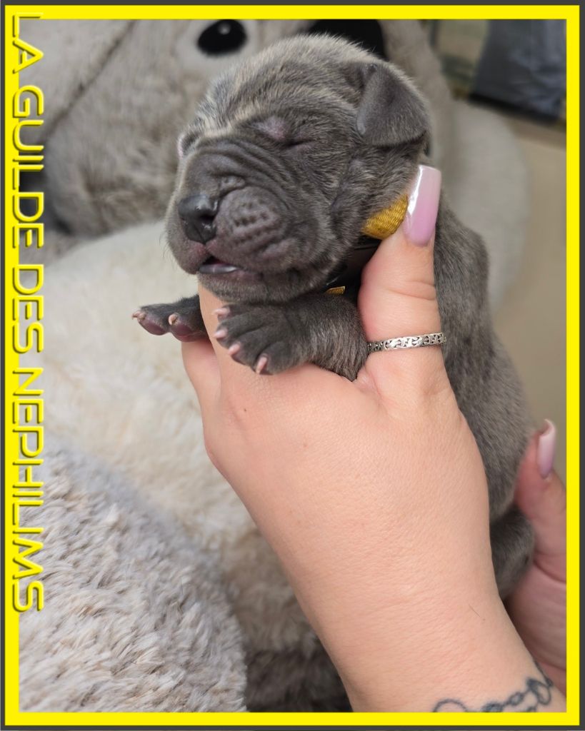 De La Guilde Des Néphilims - Chiots disponibles - Dogue allemand