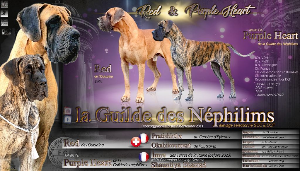 Chiot Dogue allemand De La Guilde Des Néphilims