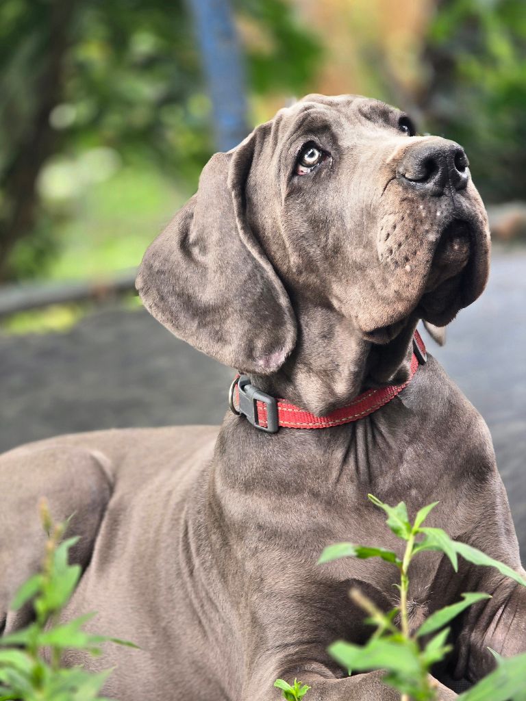 De La Guilde Des Néphilims - Chiots disponibles - Dogue allemand